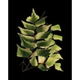 thumbnail image 2 of Vision Studio 26x32 Black Ornate Wood Framed with Double Matting Museum Art Print Titled - Custom Green Leaves on Black VI (LG), 2 of 4