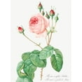 thumbnail image 2 of Redoute, Pierre Joseph 19x24 White Modern Wood Framed Museum Art Print Titled - Cabbage Rose, Rosebush with Lettuce Leaves, Rosa centifolia bullata, 2 of 4