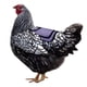 thumbnail image 4 of Naiovety Monturas de pollo con correa ajustable Protector de alas de montura de para espalda y costados Juegos de accesorios de baño Numero 3 Naiovety HA044940-03, 4 of 6