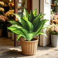 thumbnail image 2 of Artificial Zebra , 19.6" Zebra Leaf Spray, Aphelandra Squarrosa with Green & Yellow Stripes, Maintenance Free Greenery for Home Office Table Centerpiece, 2 of 7