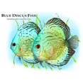 thumbnail image 3 of CafePress - Blue Discus Fish - Greeting Card, Blank Inside Matte, 3 of 3