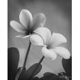 thumbnail image 4 of Gango Home Decor Classic Blooming Plumerias Photography Wall Art; Two Black & White 8x10in Art Prints in Black Frames, 4 of 6