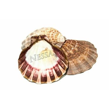 NessaStores- Natural Lion Paw Scallop Nautical Dish Beach Craft Sea Shell 5"- 6"(3 pcs)#JC-025