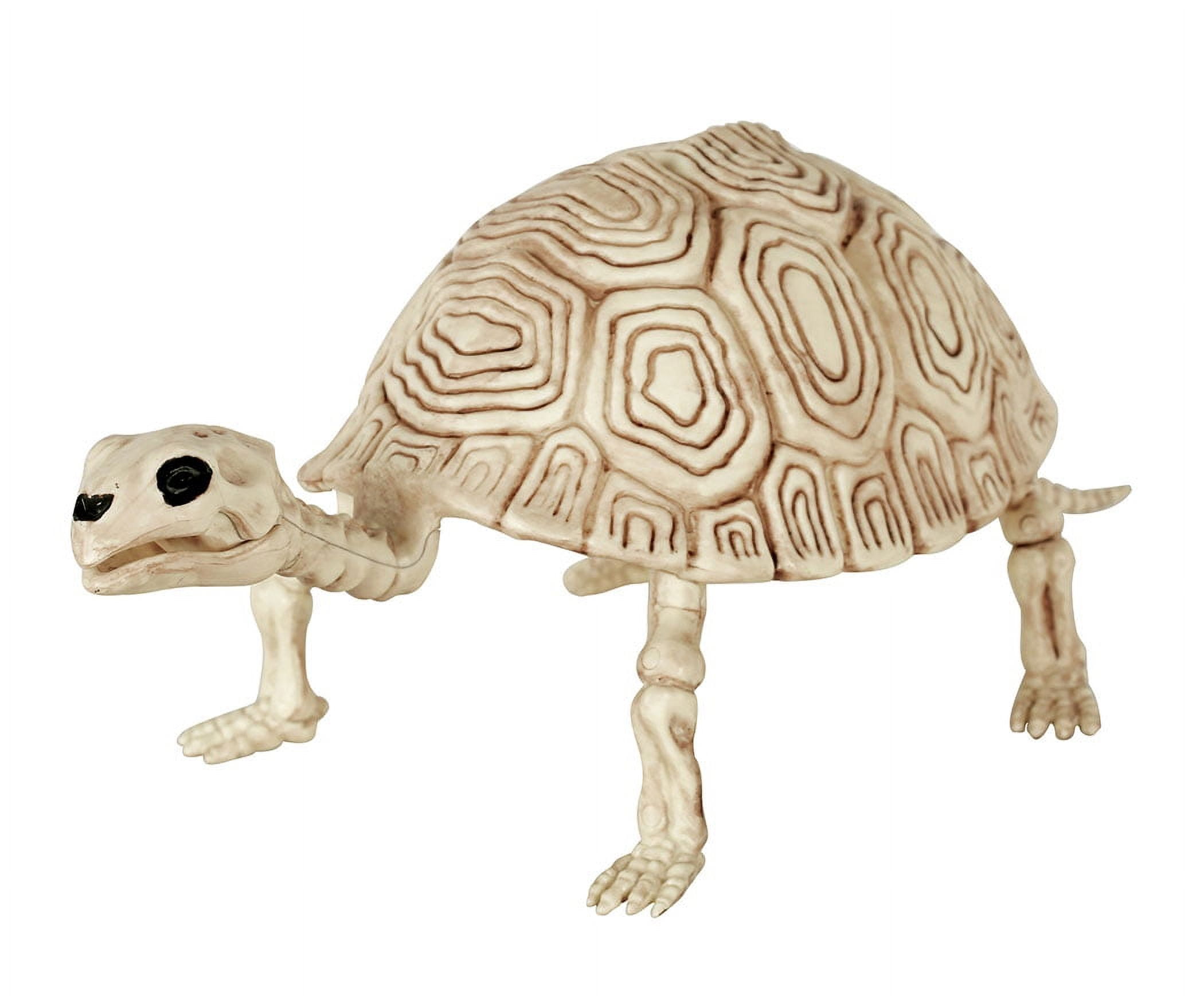 TURTLE SKELETON - FRENCH