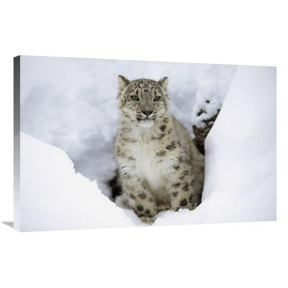 24 x 36 in. Snow Leopard Adult Portrait in Snow, Native to Asia Art Print - Tim Fitzharris