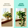 thumbnail image 3 of Indoor Plant Food - Liquid Fertilizer for Indoor Plants & Potted Houseplants, by TPS Plant Foods, 8 oz (250 mL), 3 of 7