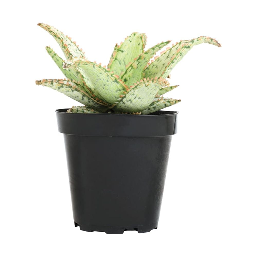 Altman Plants Colorful Star Aloe | Unique Houseplant Gift | 3.5 in Pot | Easy Plant Care | Full Sun