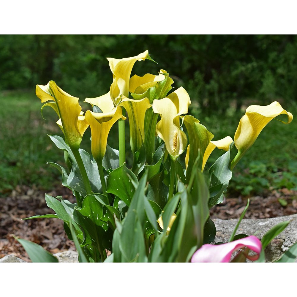PeelnStick Poster of Blossom Plant Bloom Flower Calla