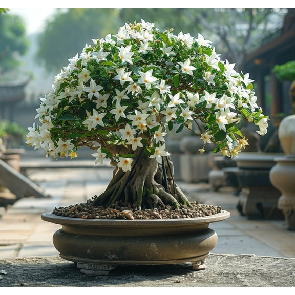 30 Cape Jasmine Bonsai Tree Seeds for Planting - Flowering Bonsai - Gardenia jasminoides