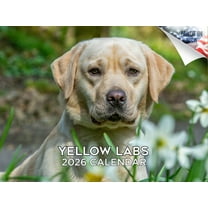 2025 2026 Labrador Yellow Calendar - Dog Breed Monthly Wall Calendar - 12 x 18 Open - Thick No-Bleed Paper - Giftable - Made in USA