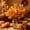 Yellow1000, variant on Tuvgenk 2 Pack Orange Artificial Maple Leaf Branches 15 Inch Fall Foliage Stems for Halloween Table Centerpiece Vase