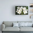 thumbnail image 2 of Trademark Fine Art Pierre Leclerc Plumeria Flowers Canvas Wall Art - 30x47, 2 of 5