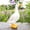 💖multicolor_Hot#459, variant on Duck Garden Statue Resin Yard Ornament for Outdoor Decor 6.7in Ducks Figurine for Garden Patio Lawn Pond Landscaping