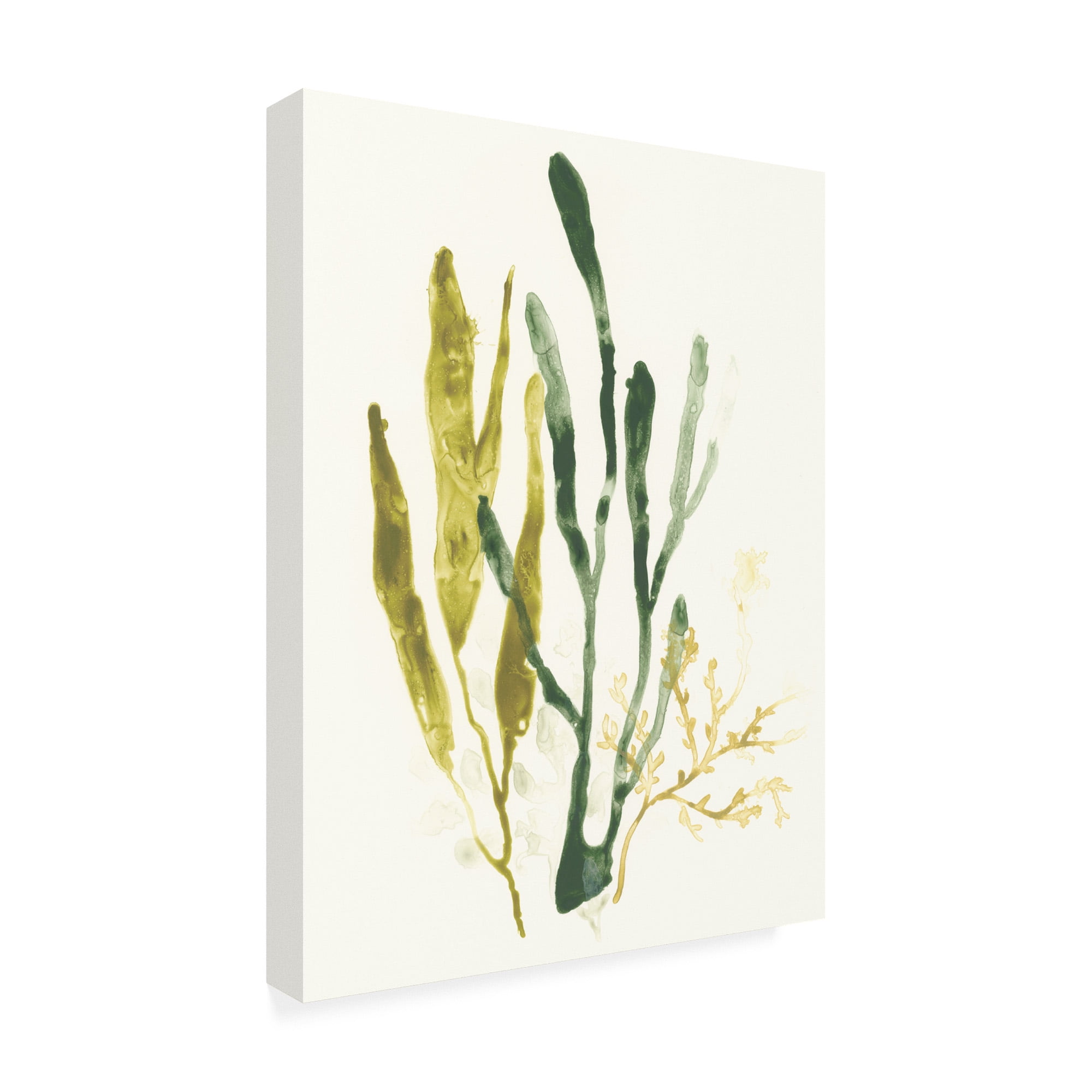 Trademark Fine Art 'Kelp Collection I' Canvas Art by June Erica Vess