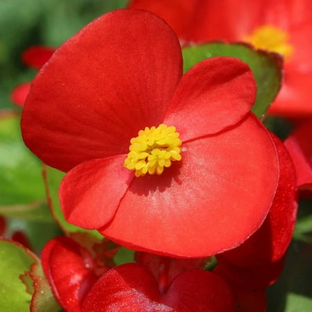 Fibrous Begonia Cocktail Series Plant Seeds (Pelleted): Vodka (Red) - 1000 Seeds - Decorative Flower Plant Houseplant