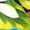 A-Yellow49, variant on JAJAHO Mens Hawaiian Beach Shorts Tropical Printed Drawstring Elastic Waist Breathable Mesh Summer Shorts Soft Bottoms