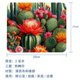 thumbnail image 5 of Alfombrilla de ratón cuadrada con base de goma antideslizante para ordenador portátil de oficina - Cactus espinoso, 5 of 7
