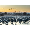 thumbnail image 2 of Jaynes Gallery 32x23 White Modern Wood Framed Museum Art Print Titled - USA-New Mexico-Bernardo Wildlife Management Area-Sandhill cranes in water on foggy sunrise, 2 of 4
