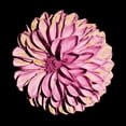 thumbnail image 3 of Prime, Marcus 15x15 Black Modern Framed Museum Art Print Titled - Dahlia Embrace 2, 3 of 5