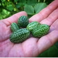 thumbnail image 5 of HJADGG Cucamelon Mouse Melon Seeds-50 Seeds Seeds, 5 of 5