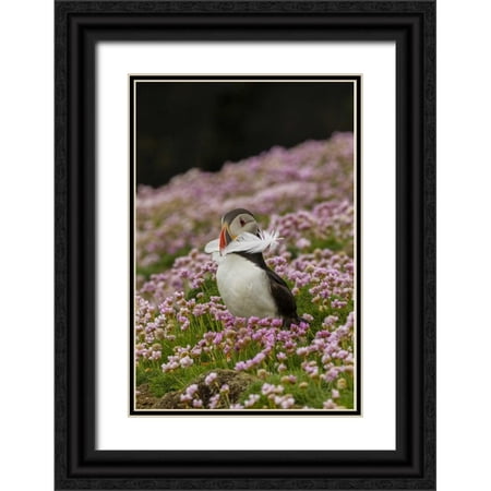 Illg, Cathy and Gordon 23x32 Black Ornate Wood Framed with Double Matting Museum Art Print Titled - Scotland, Shetland Islands Atlantic puffin