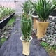 thumbnail image 4 of Estacas de soporte para plantas trepadoras Soporte para plantas altas Jaula Rin-g para plantas de ja CACAGOO S/pieza, 4 of 6