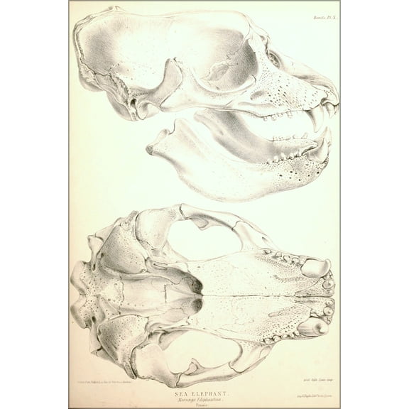 24"x36" Gallery Poster, Southern Elephant Seal skull 1844