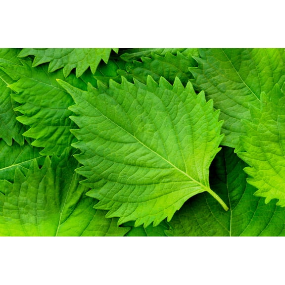 300 GREEN SHISO aka PERILLA Frutescens Ornamental Herb Seeds Green & Purple
