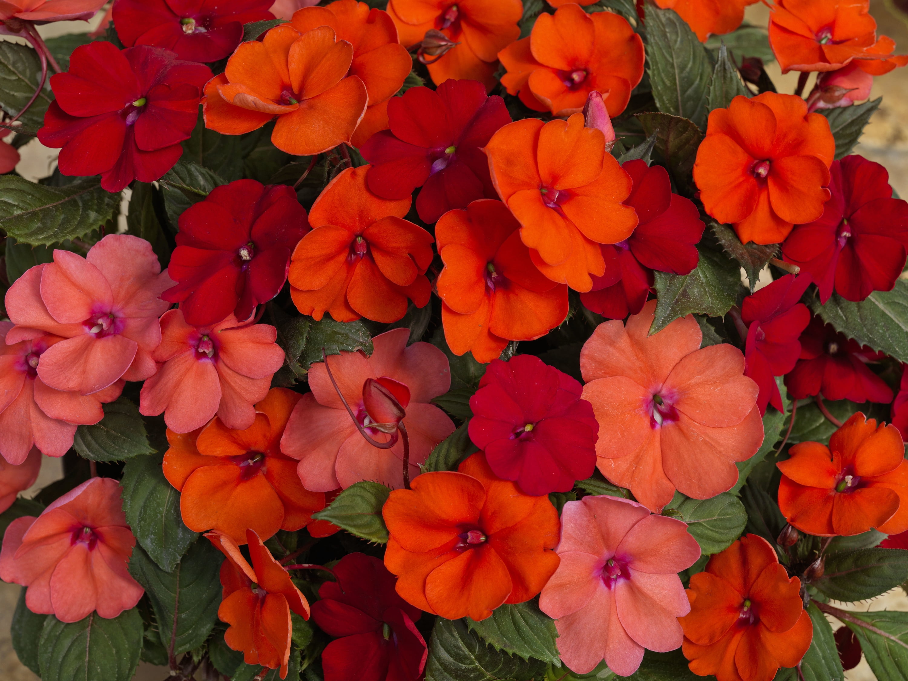4 in. Sunpatiens® 'Summer Salsa Mix' Live Annual with Full Sun-4 Piece