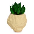 thumbnail image 3 of Minimoleta Toynk The Golden Girls de cerámica rosa con suculentas, 3 of 9