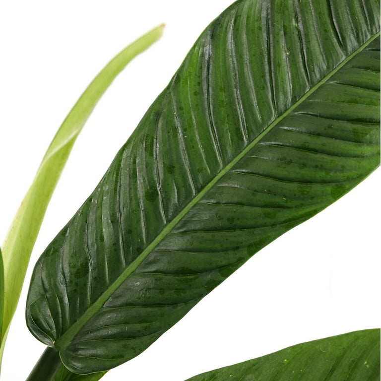 Wild Interiors Philodendron Campii Hybrid in Minimalist White