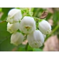 thumbnail image 2 of Blueberry Rabbiteye 'Powder Blue', 2 of 7