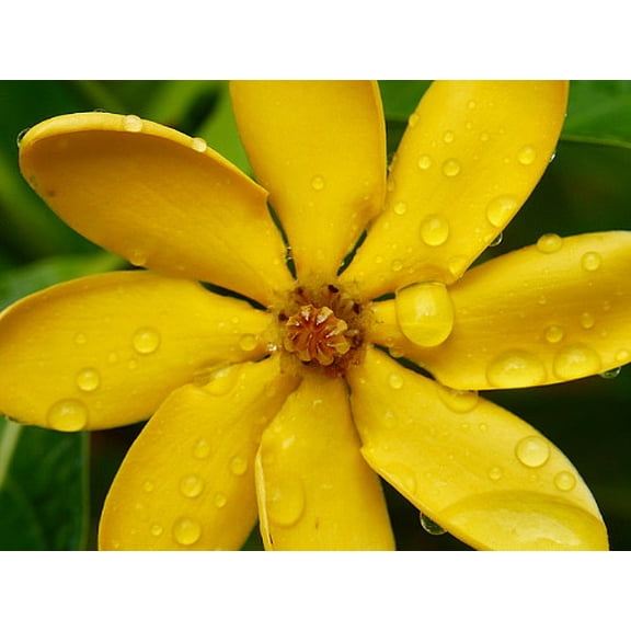 Rare Golden Gardenia tubifera - Changes Color from Ivory/Yellow/Gold - 4" Pot