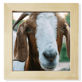 thumbnail image 1 of Organismo ovejas fotografia de animales terrestres Pantalla de escritorio de pared de fotograma cuadrado, 1 of 4