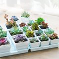 thumbnail image 3 of Resin Nursery Pot Flower Container Breathable Propagation Succulent Planter - Jxlgv, 3 of 5