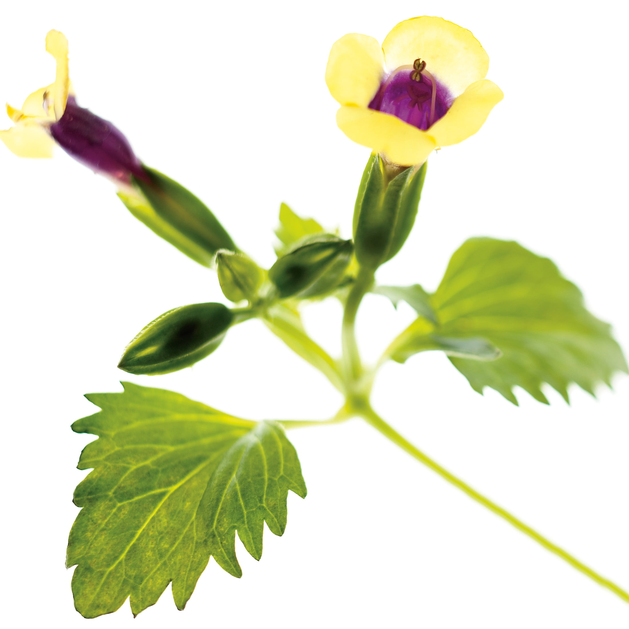 Proven Winners 4" Yellow Catalina Gilded Grape Wishbone Flower Live Plant in 4.25" Pot (4 Count)