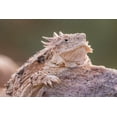thumbnail image 2 of Jaynes Gallery 14x11 Black Ornate Wood Framed with Double Matting Museum Art Print Titled - Arizona-Santa Cruz County Regal horned lizard on rock, 2 of 4