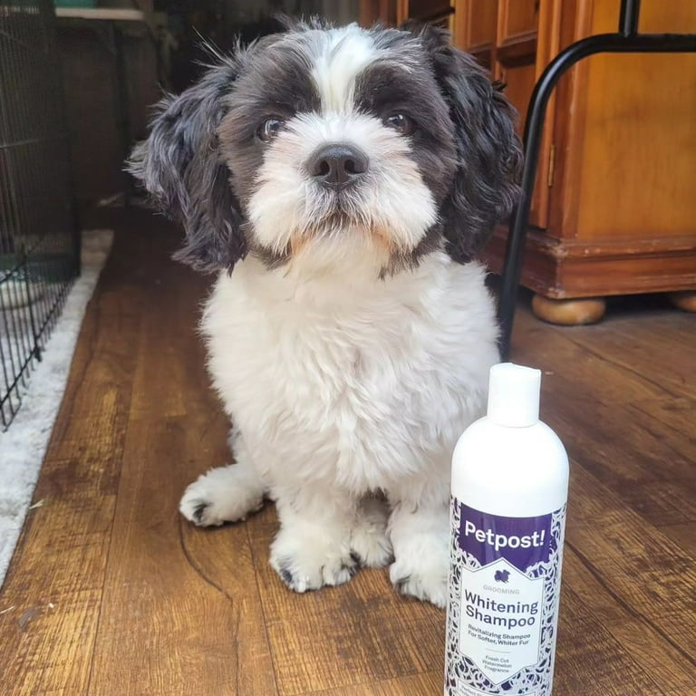 Petpost Dog Whitening Shampoo Best Lightening Treatment for Dogs with White Fur Soothing Watermelon Scent Maltese Shih Tzu Bichon Frise