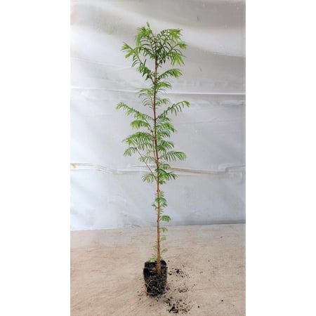 ( 3 ) - Dawn Redwood Trees - Starter Plant ( LG36 ) ( 3 live trees )