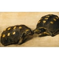 thumbnail image 3 of Albert Eckhout 14x10 Black Modern Framed Museum Art Print Titled - Study of Two Brazilian Tortoises (C. 1640), 3 of 5