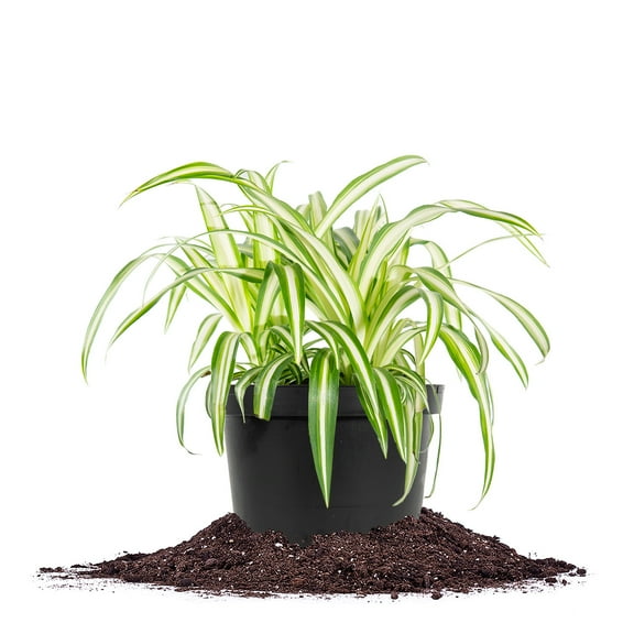 Perfect Plants Spider Plant 6 inch pot