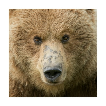 Trademark Fine Art 'Bear Life I' Canvas Art by PHBurchett