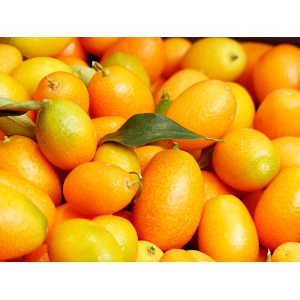 Dwarf Rind Kumquats Fortunella Fruit Orange Fruits20 Inch By 30 Inch Laminated Poster With