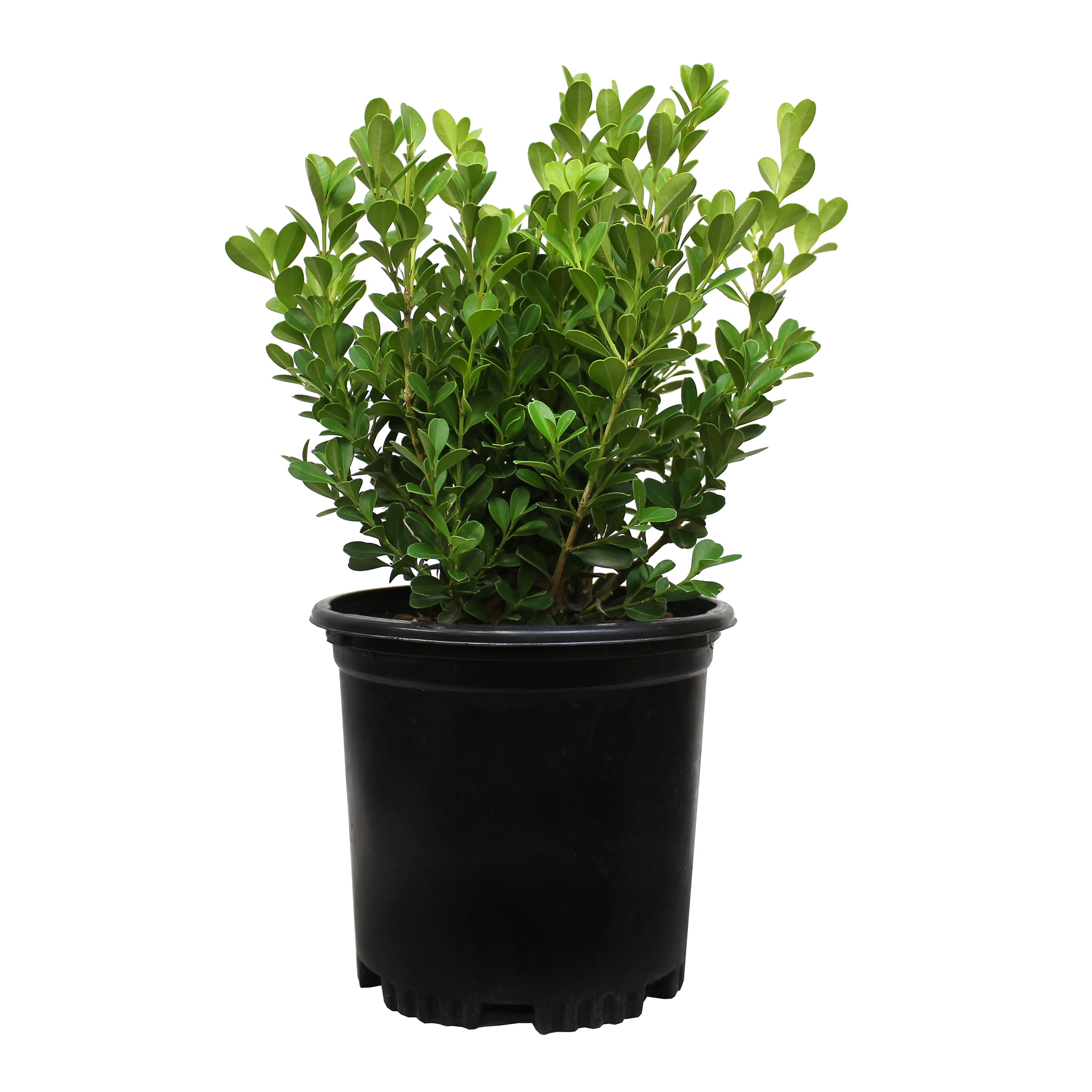 (2 pack) "Expert Gardener Buxus Japonica Boxwood Shrub, 10""-12"" Tall