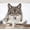 Color 1, variant on Wall Mural Peel and Stick Gray Wolf Close Up Winter Snow Self-Adhesive Wallpaper Removable Wall Decal Wall Sticker Home Decor for Living Room Bedroom 69"x96"