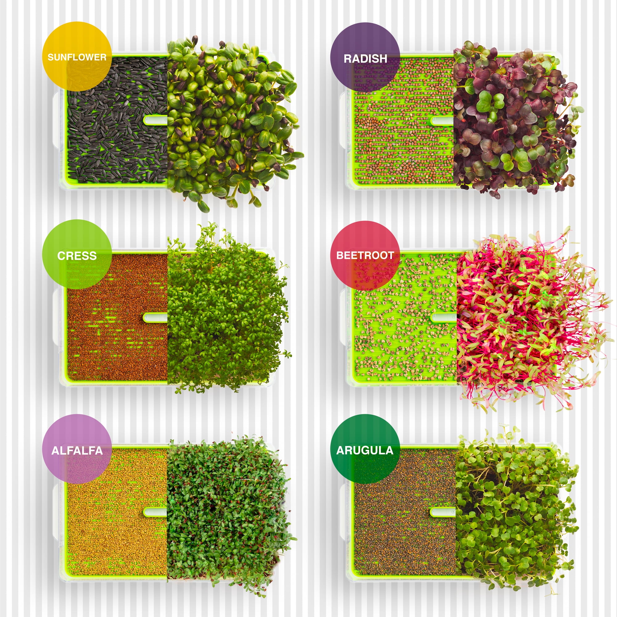 Bio Naturo Microgreens Sprouting Seeds (6 Pack), Organic Heirloom Non-GMO