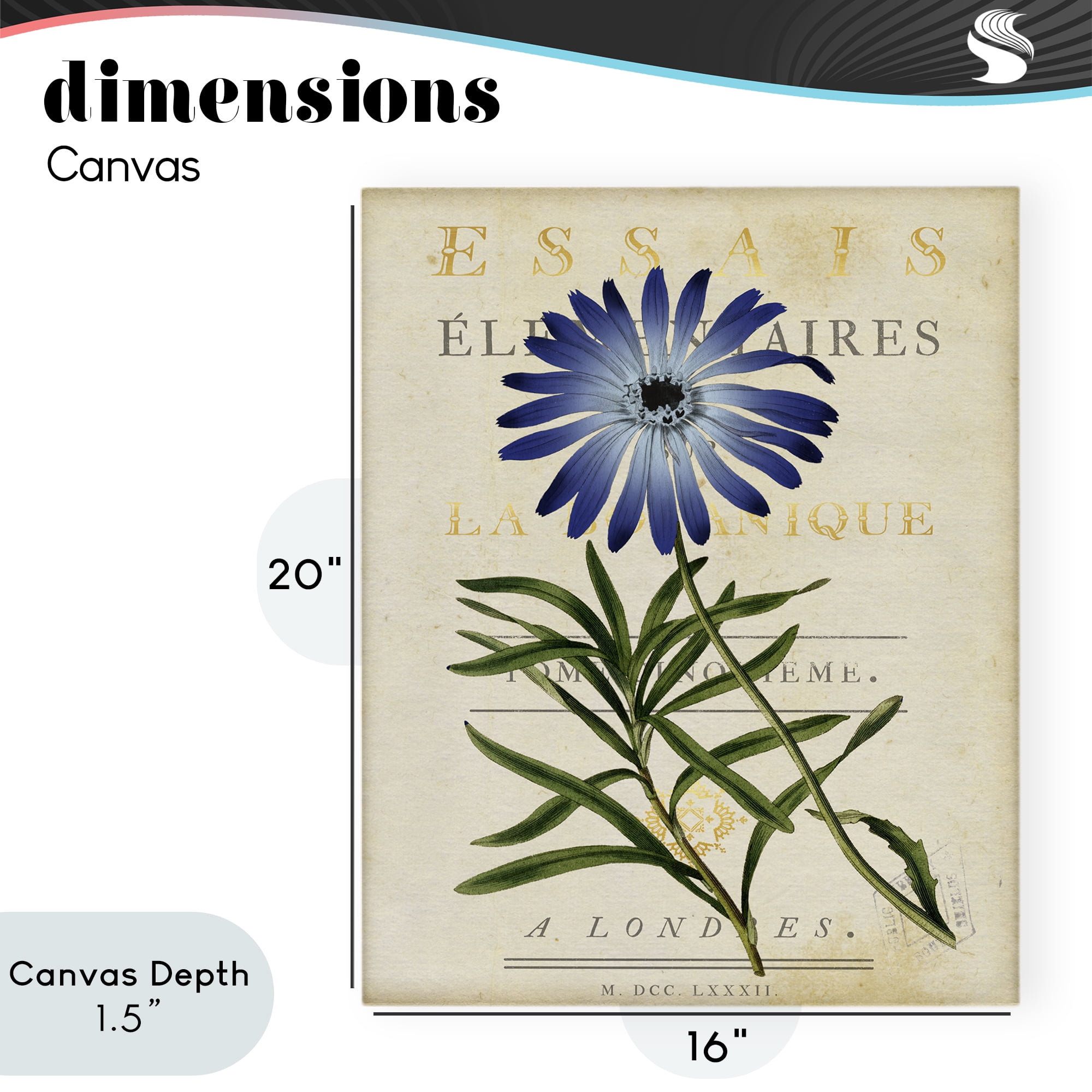 Stupell Industries Natural Botany Daisy Canvas Wall Art, design by Susan Arnot
