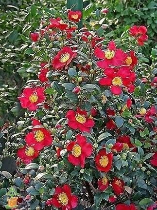 Camellia Sasanqua Yuletide I 1 Extra Large 3 Gallon Plant I Red Flowering Bright Red Winter Blooms, Live Plant for Indoor & Outdoor Gardens