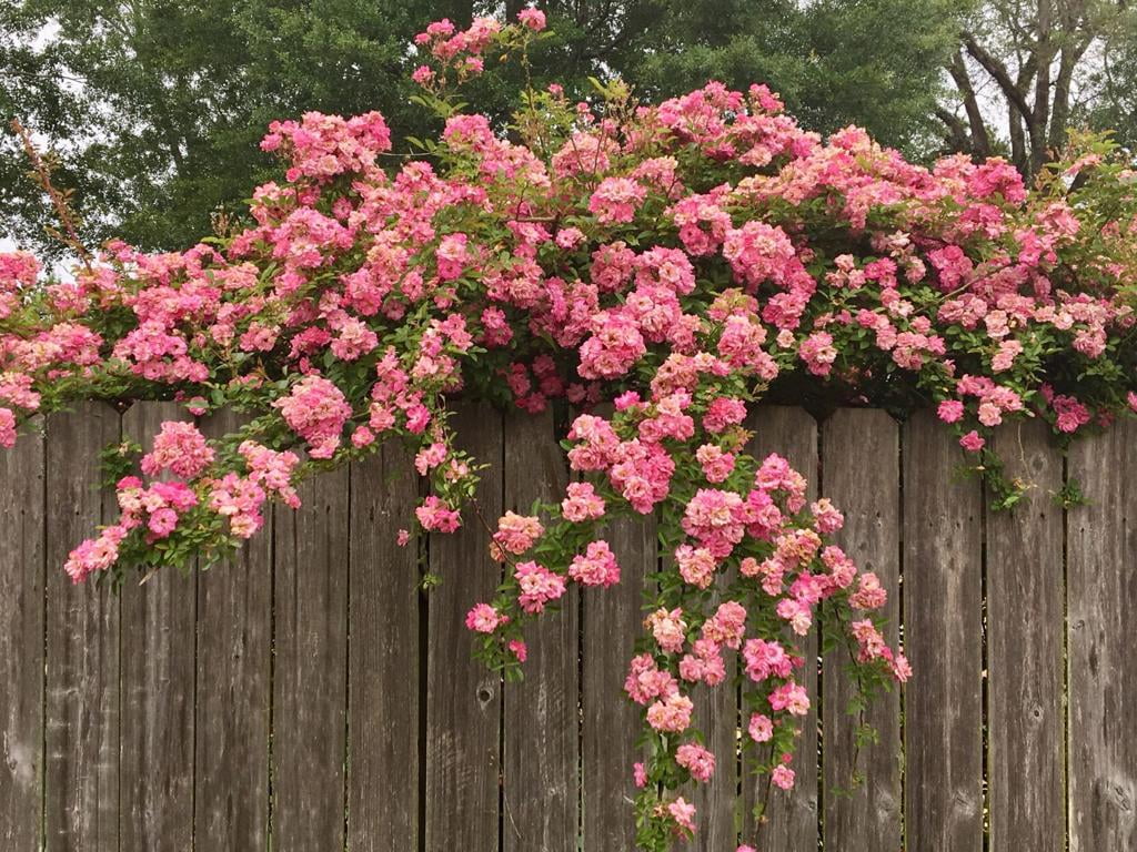 Peggy Martin Pink Climbing Rose - Live Plant - 3 Gallon Pot