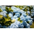 thumbnail image 2 of Millet, Karyn 24x17 White Modern Wood Framed Museum Art Print Titled - Blue Hydrangea, 2 of 4
